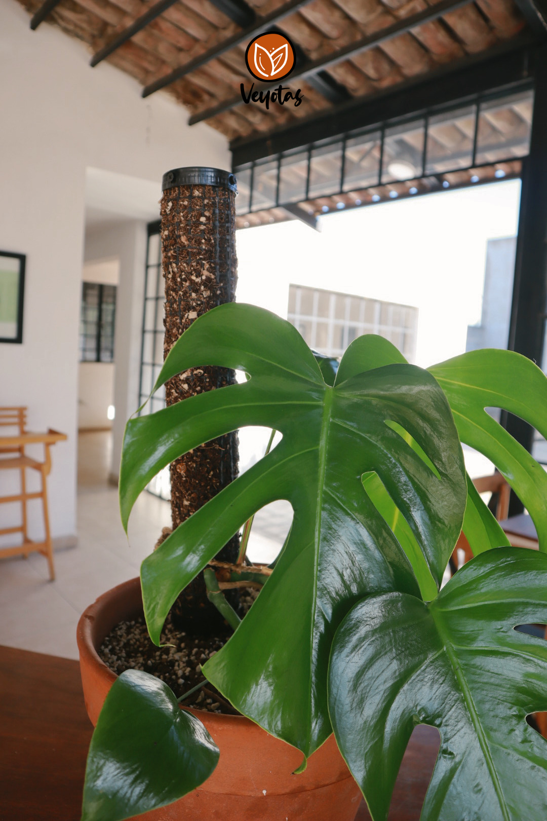 cuidados de monstera deliciosa Cómo cuidar a tu Monstera Deliciosa – Veyotas