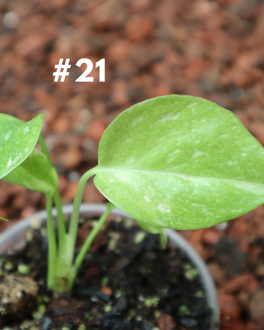 Monstera Thai Constellation #21