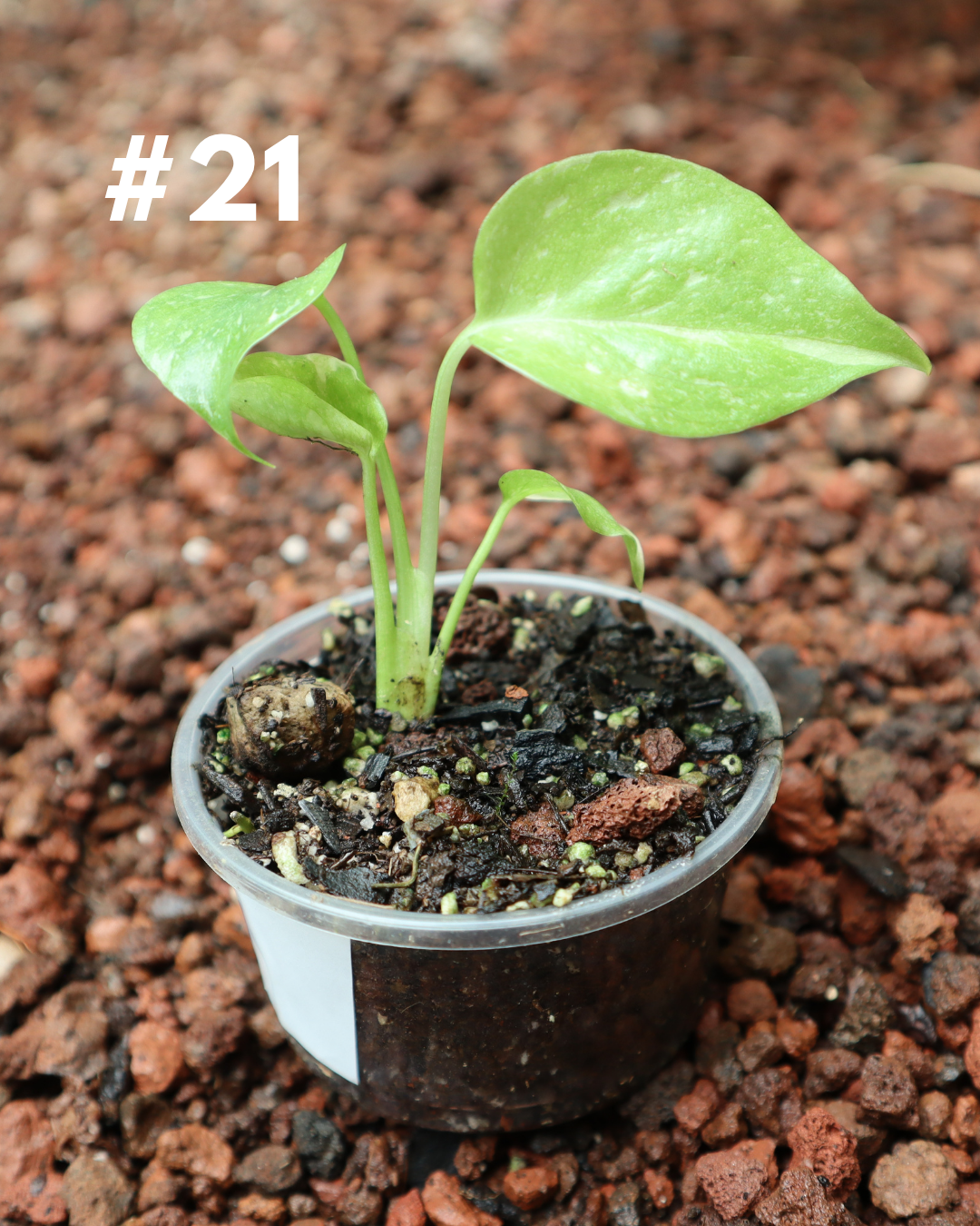 Monstera Thai Constellation #21