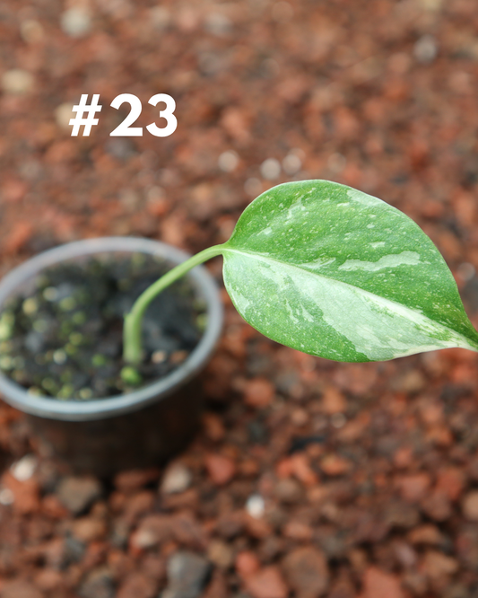 Monstera Thai Constellation #23
