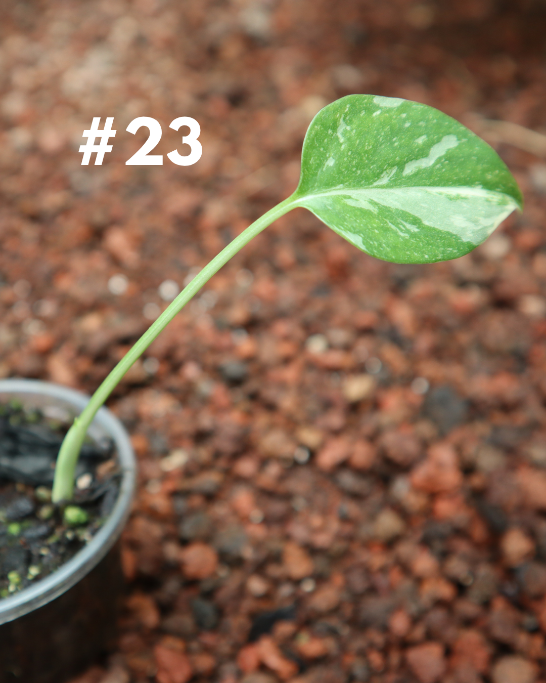 Monstera Thai Constellation #23