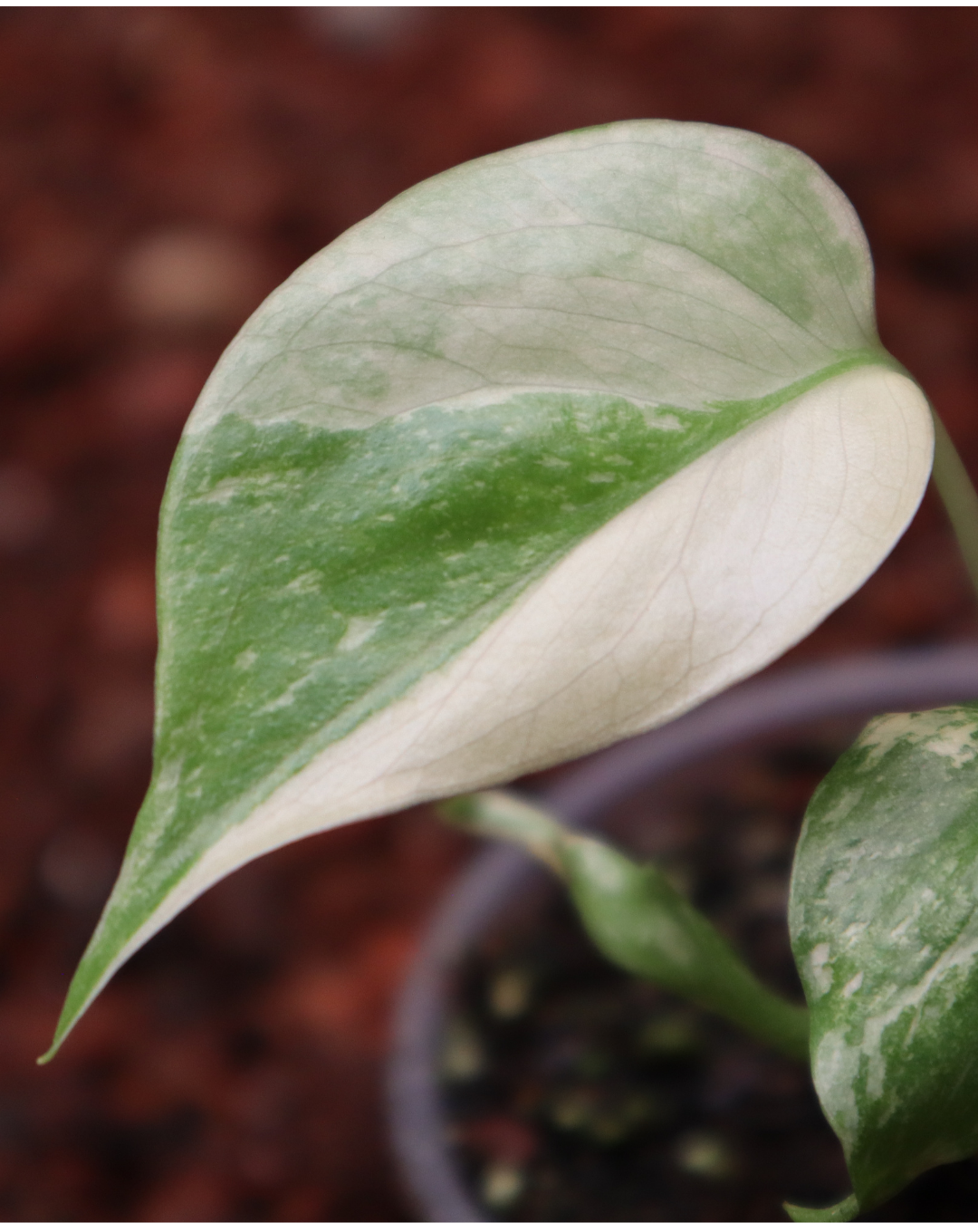 Monstera Thai + Pink Princess Marble