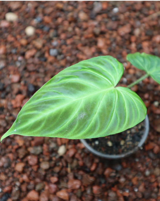 Philodendro Verrucosum