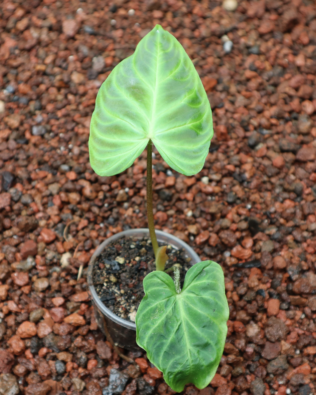 Philodendro Verrucosum