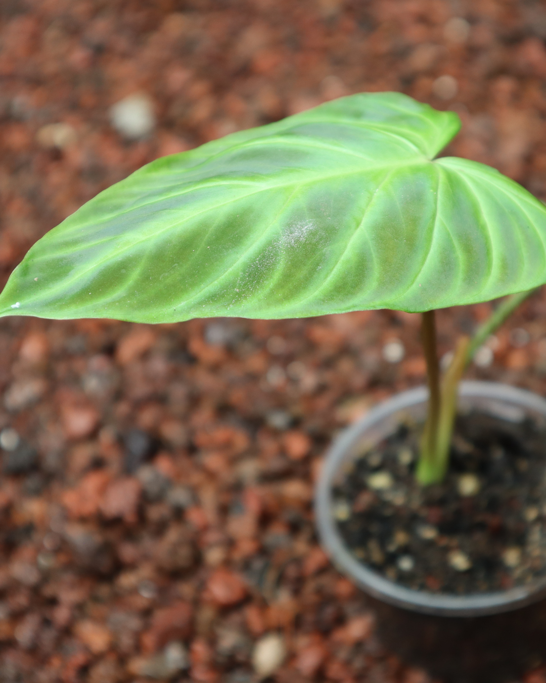 Philodendro Verrucosum