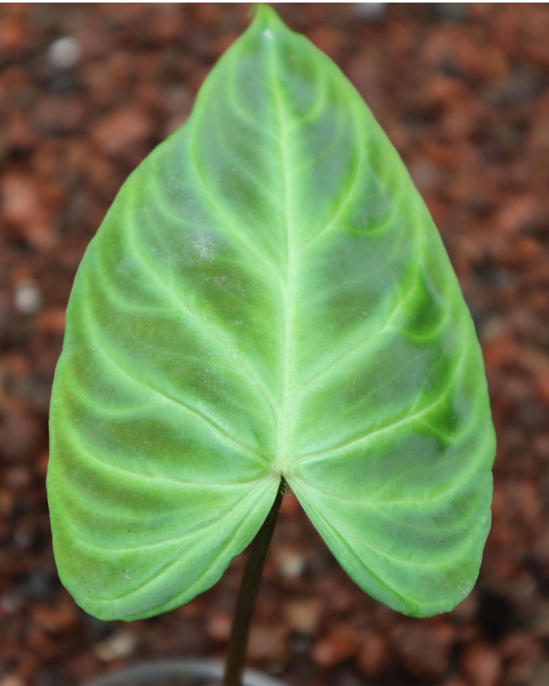 Philodendro Verrucosum