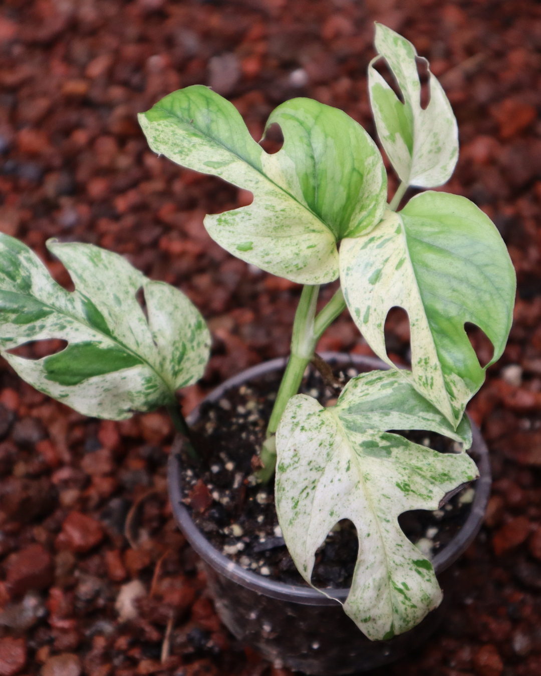 Epriprenum Marble Variegado