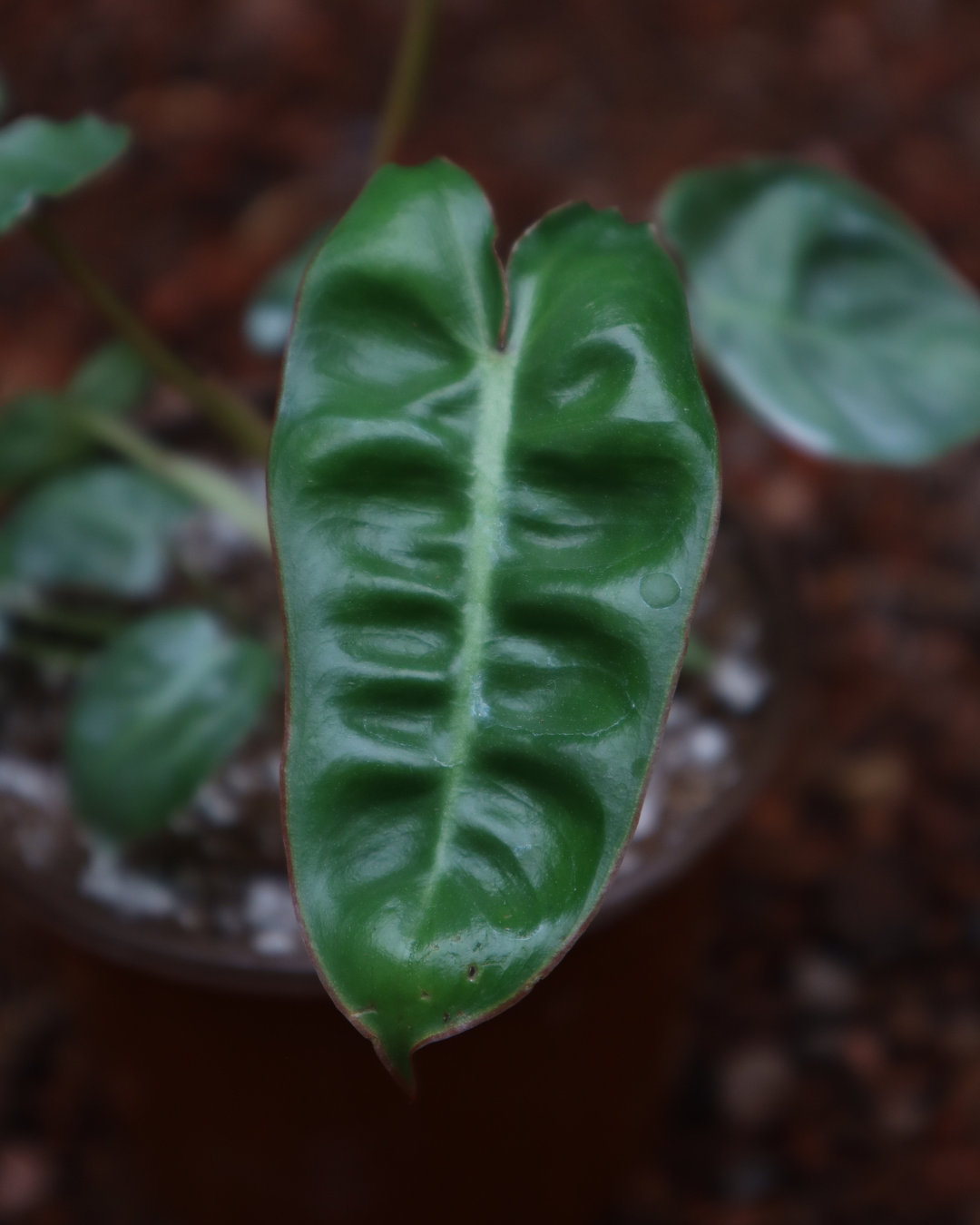 Philodendron billietiae