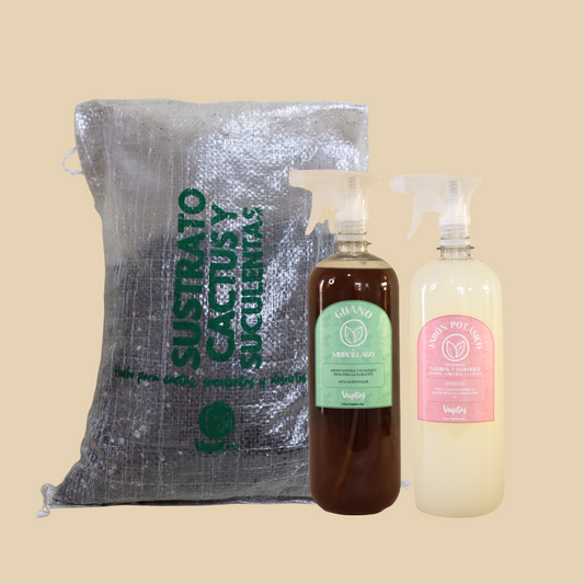 Kit Suculentas