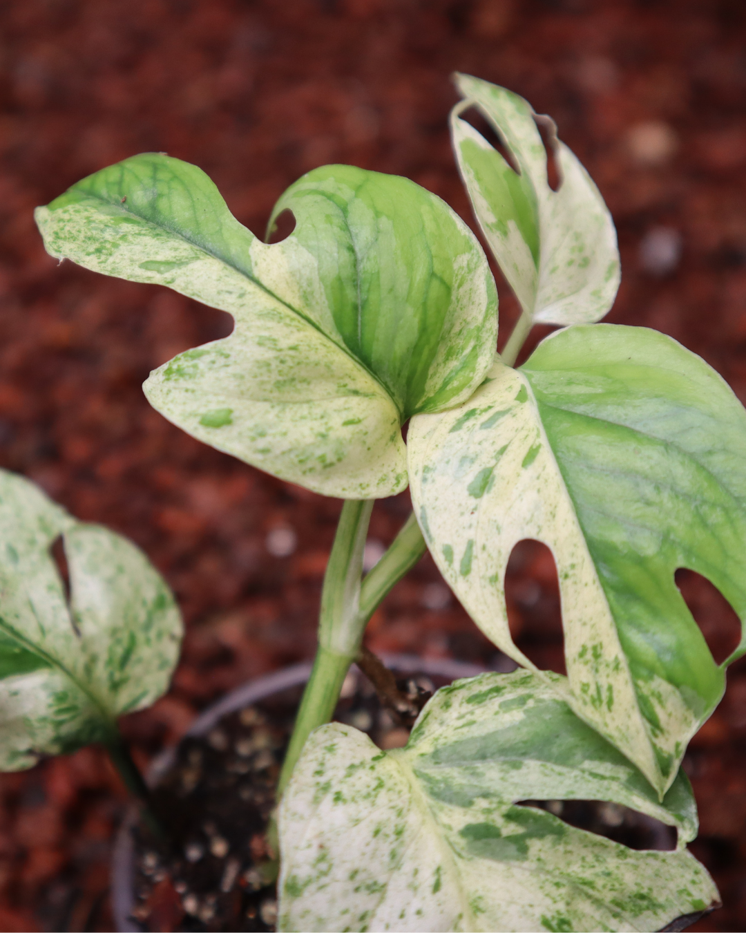 Epriprenum Marble Variegado