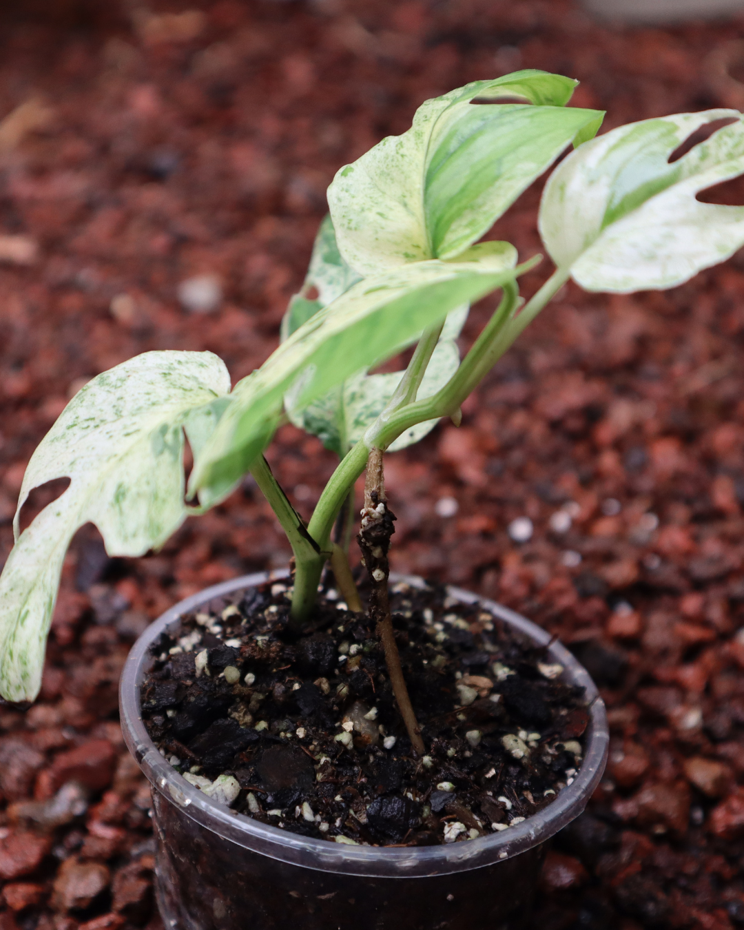 Epriprenum Marble Variegado