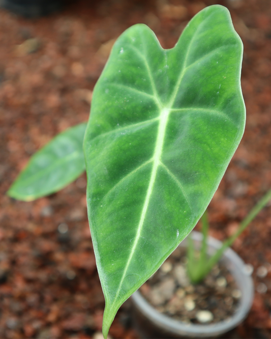 Alocasia frydek
