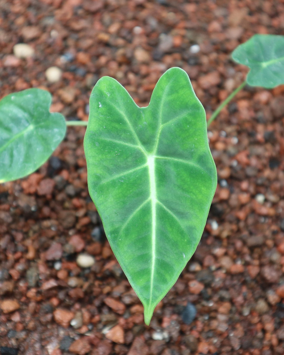Alocasia frydek