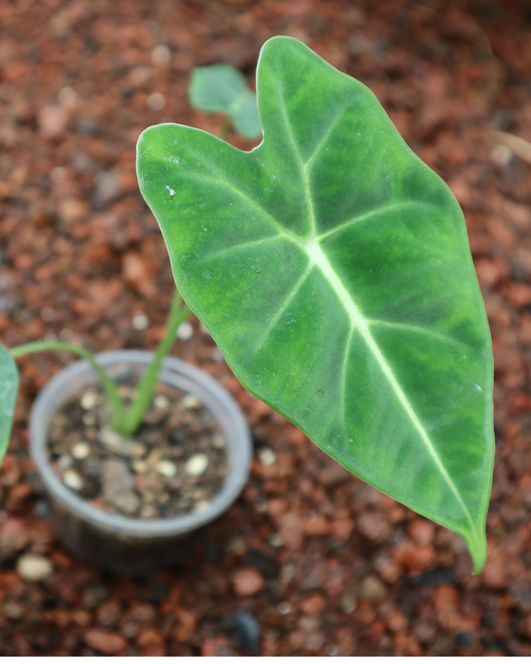 Alocasia frydek