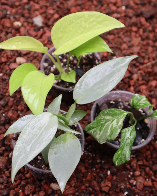 Combo Plantas para principiantes