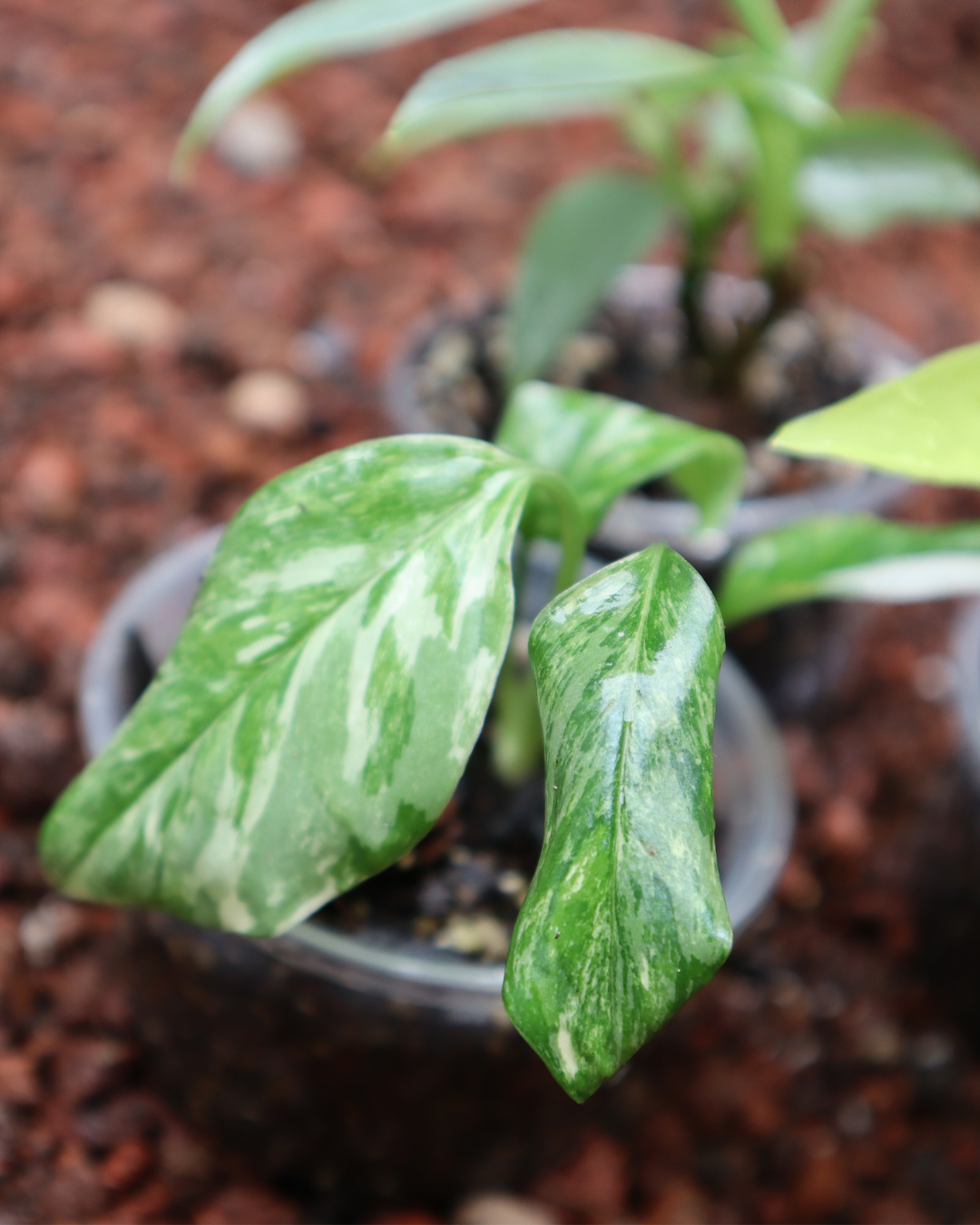 Combo Plantas para principiantes