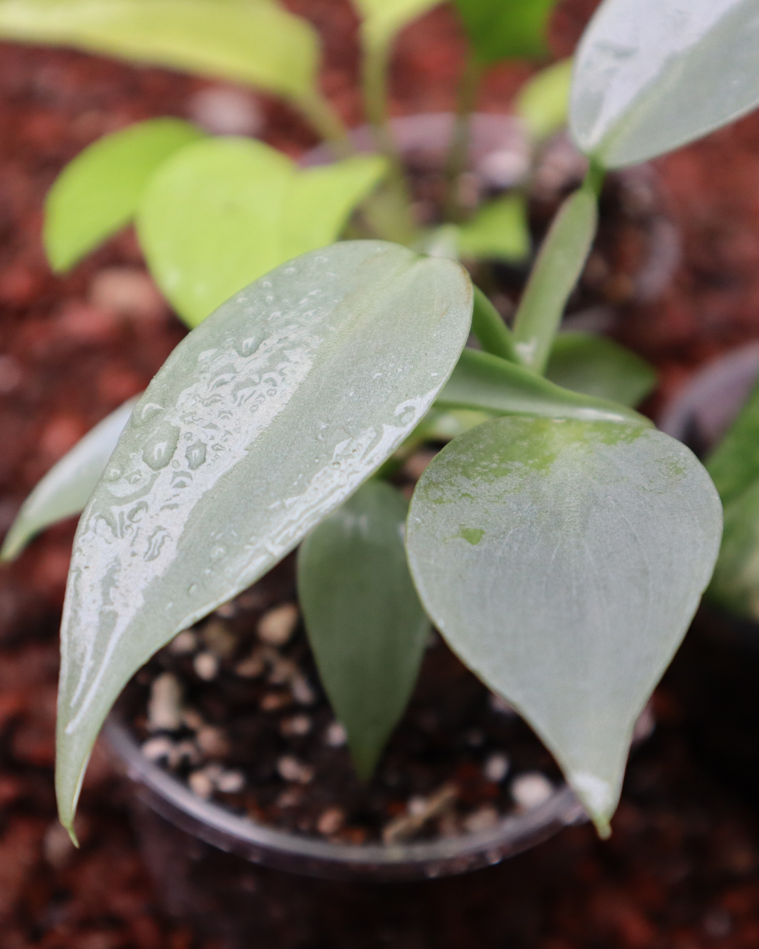 Combo Plantas para principiantes