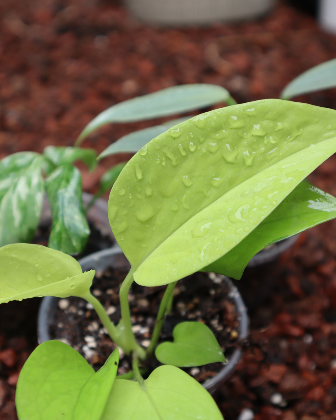 Combo Plantas para principiantes