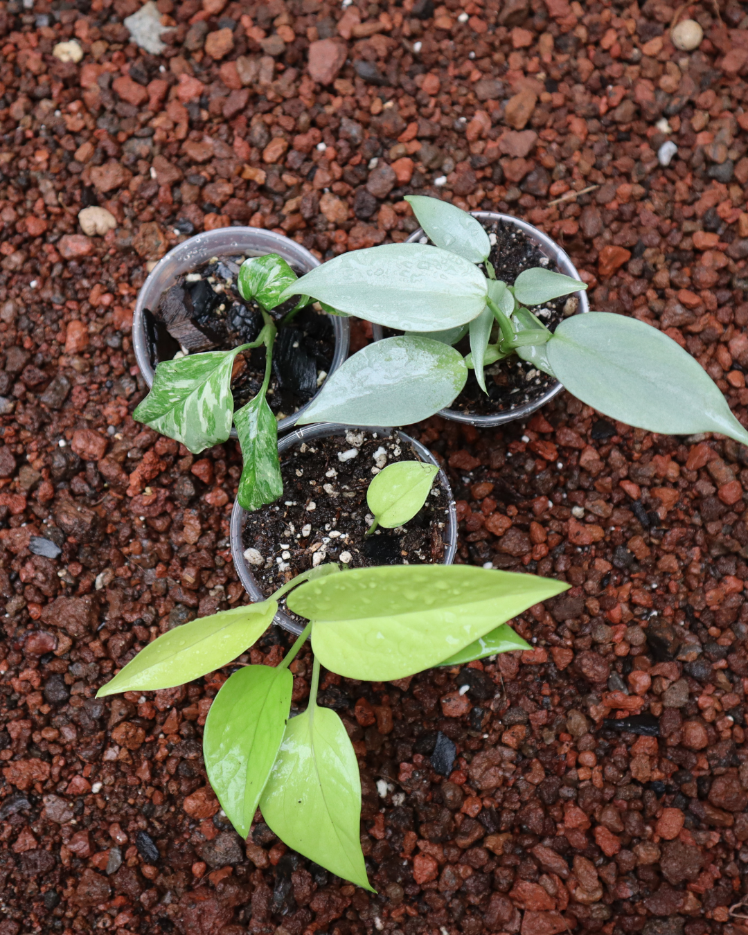 Combo Plantas para principiantes
