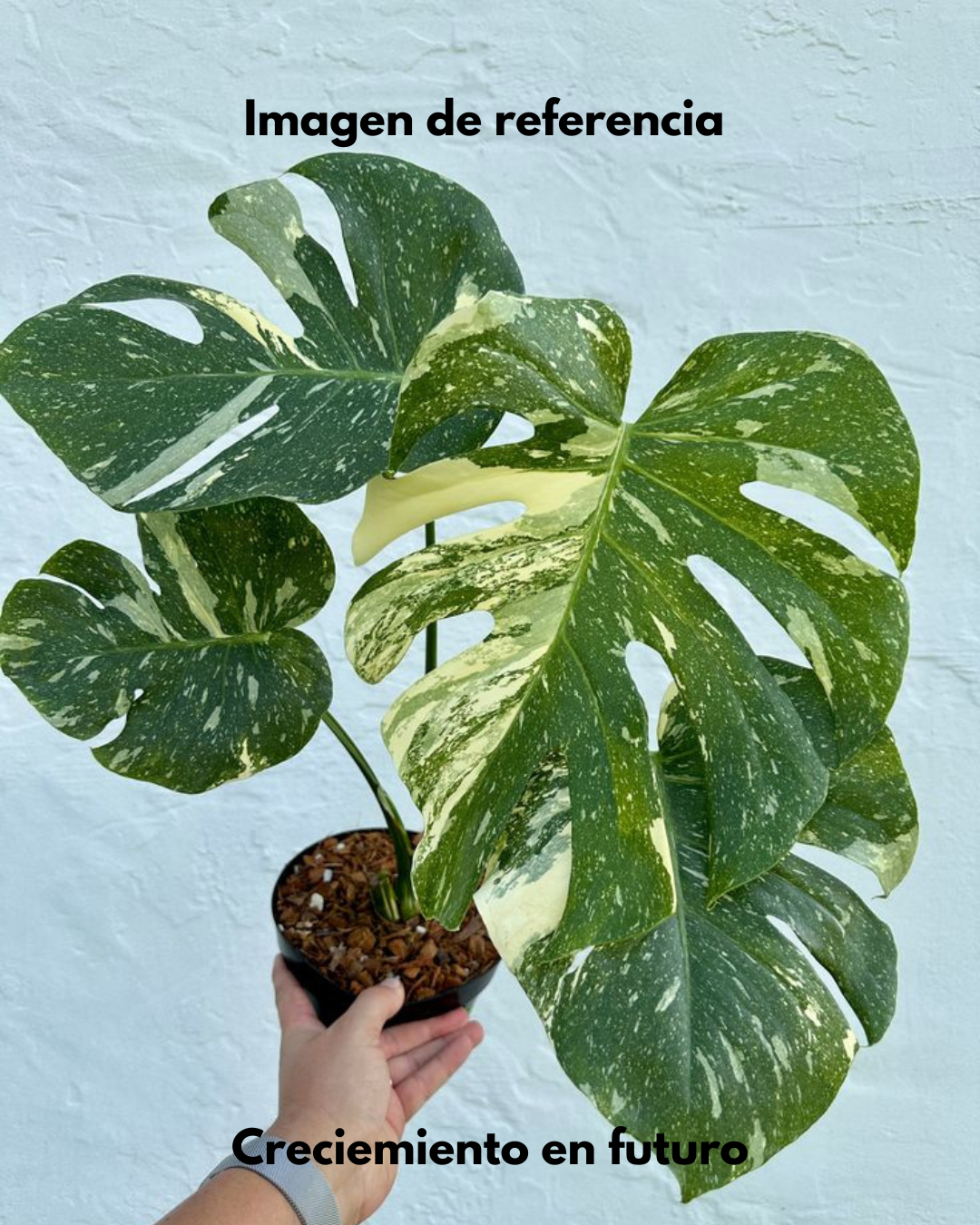 Monstera Thai Constellation