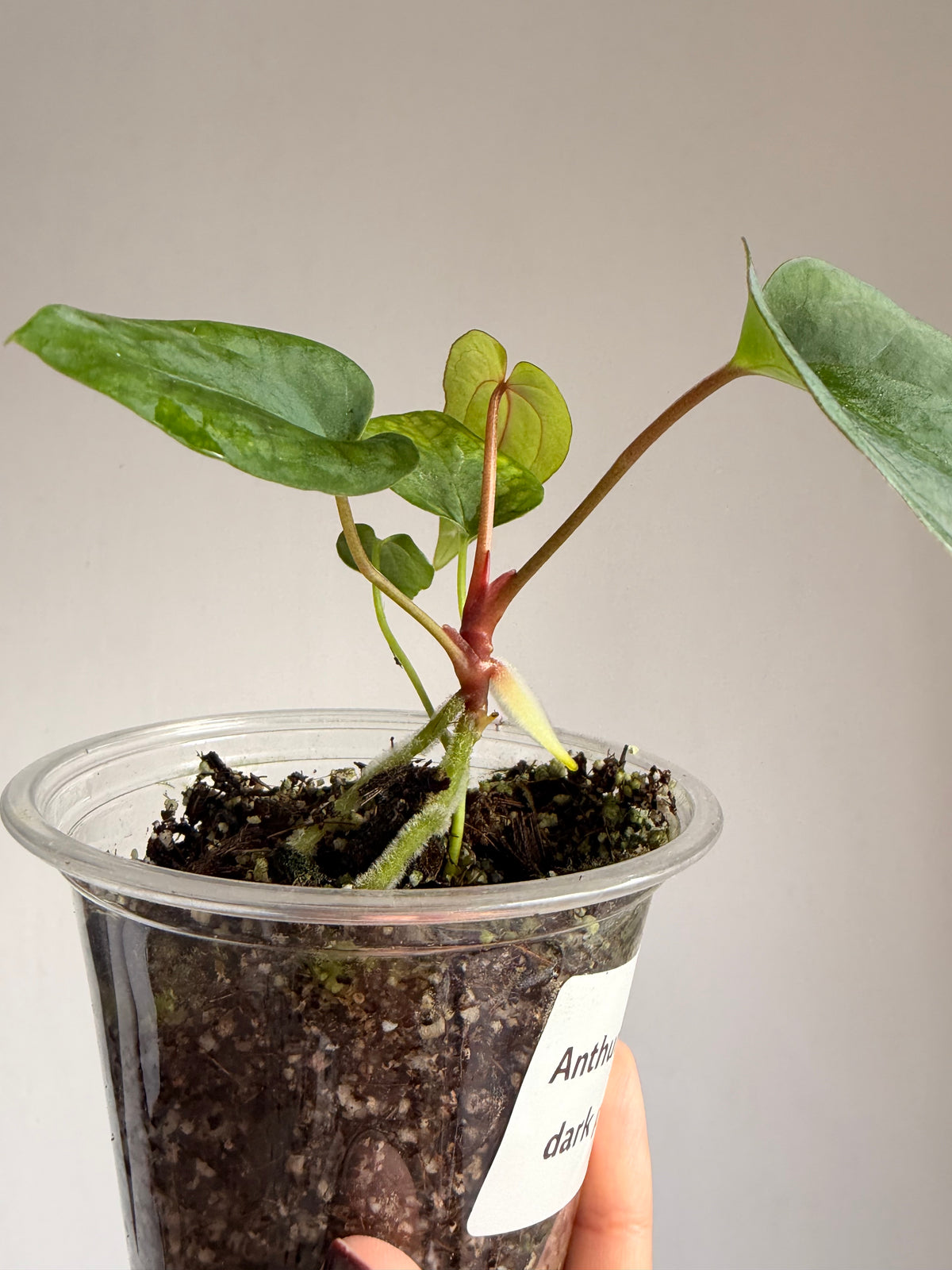 Anthurium Papi × Dark Phoenix