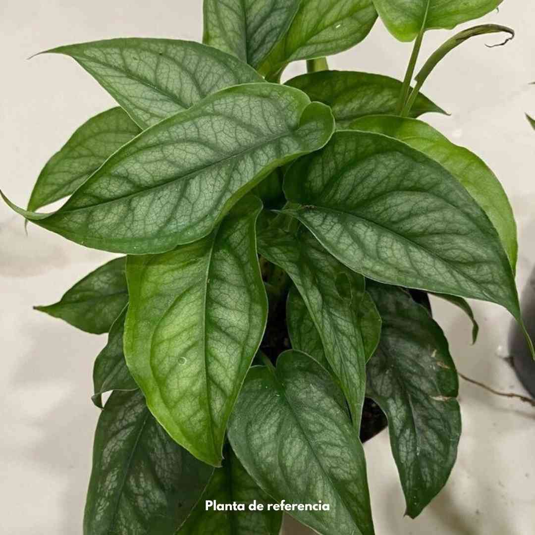 Monstera siltepecana