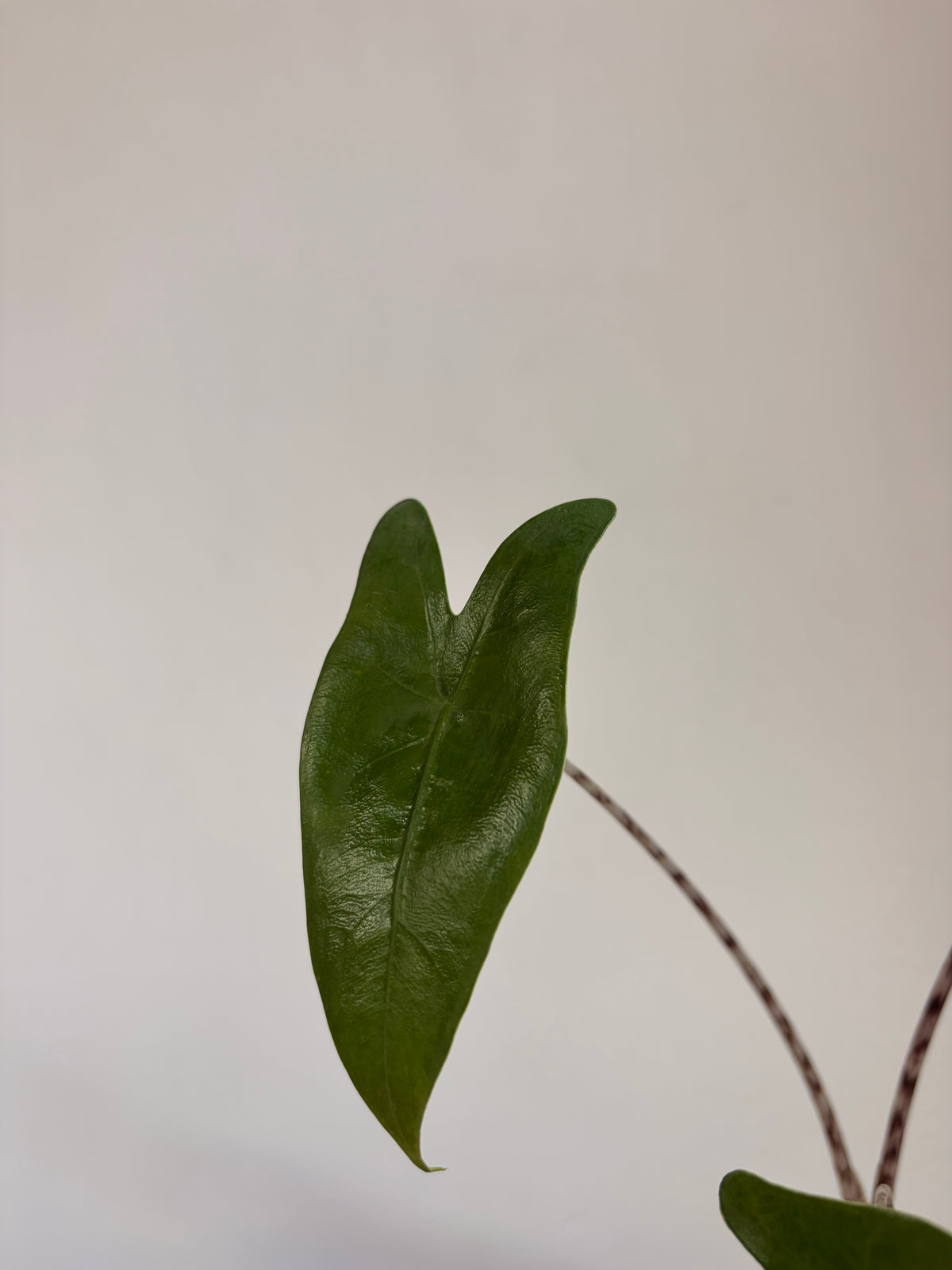 Alocasia Zebrina