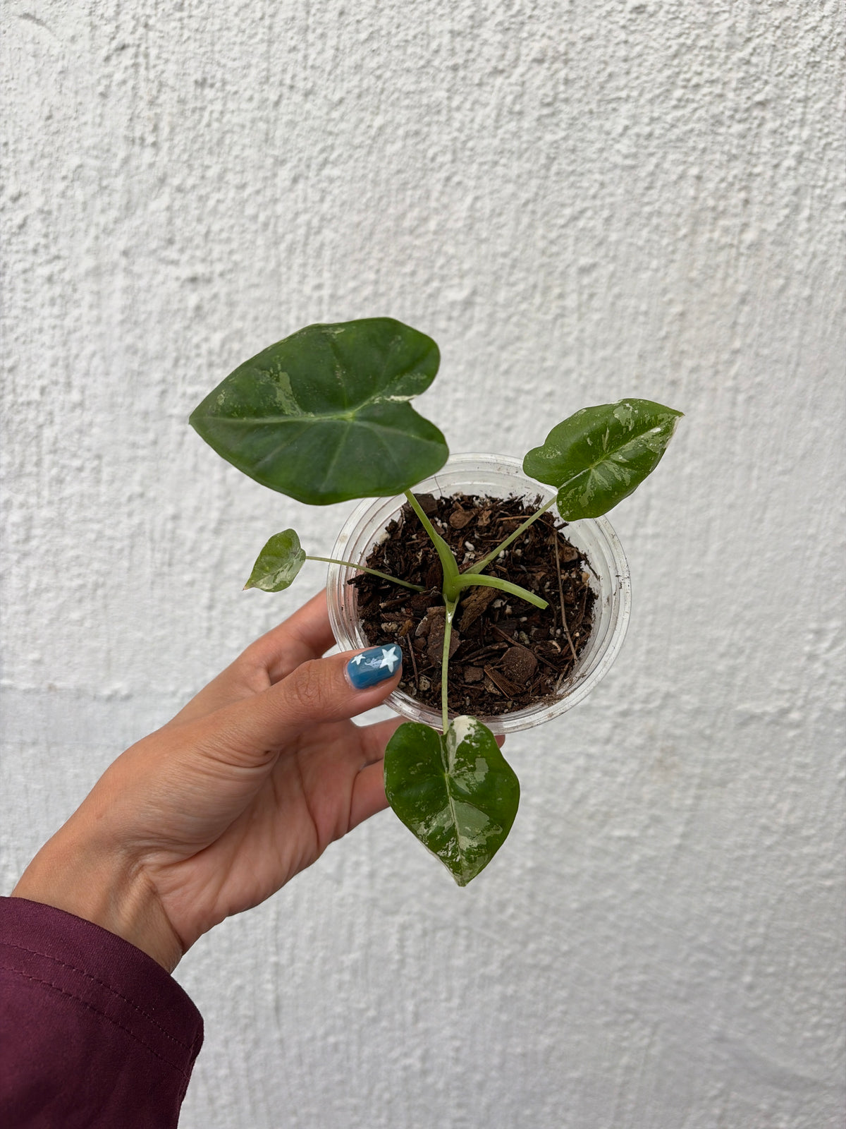 Frydek Variegada