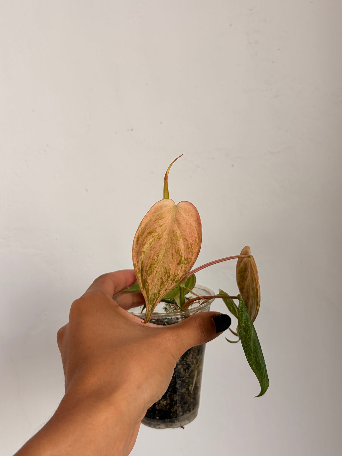 Philodendro Micans Variegado Pink
