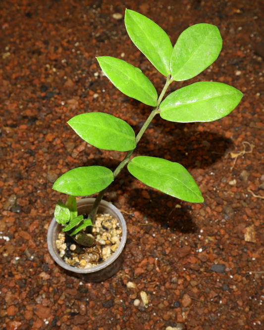 Planta ZZ #1
