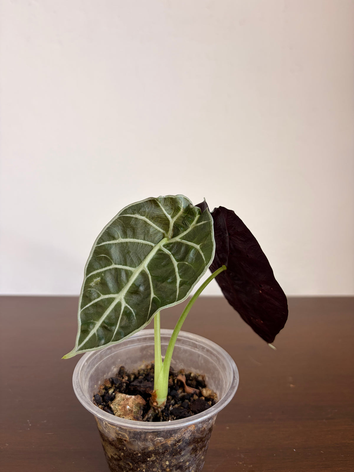 Alocasia watsoniana