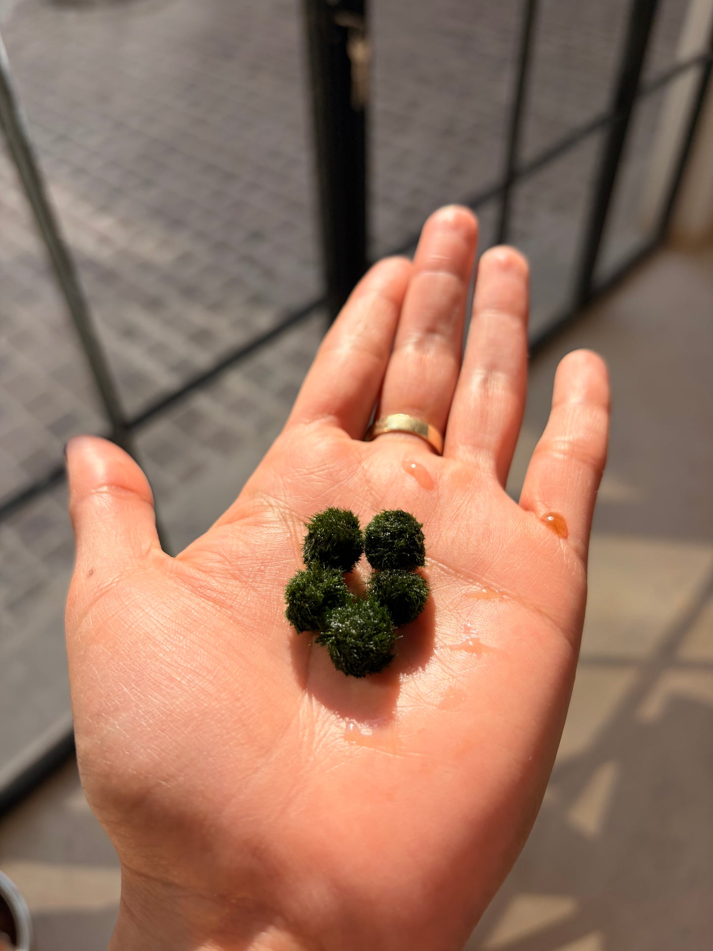 BOLAS DE ALGA ACUÁTICA