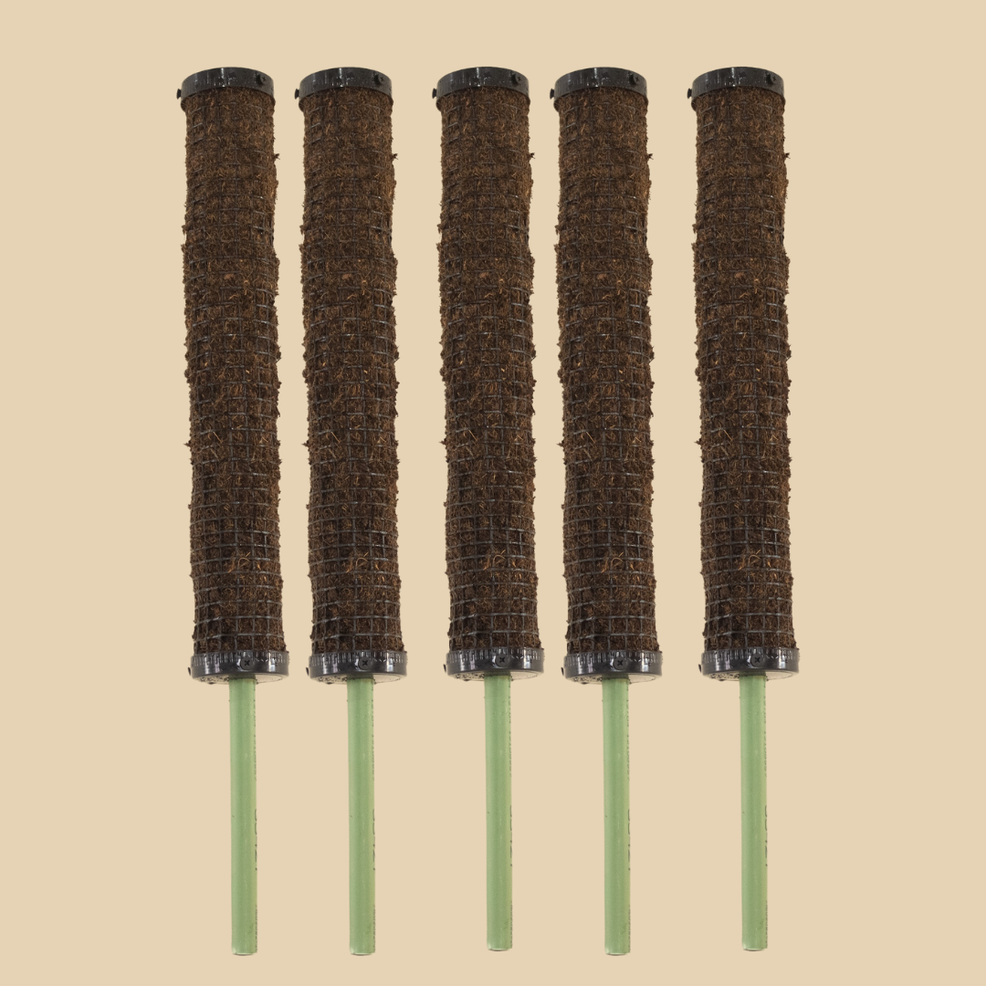 Tutores Pack 5