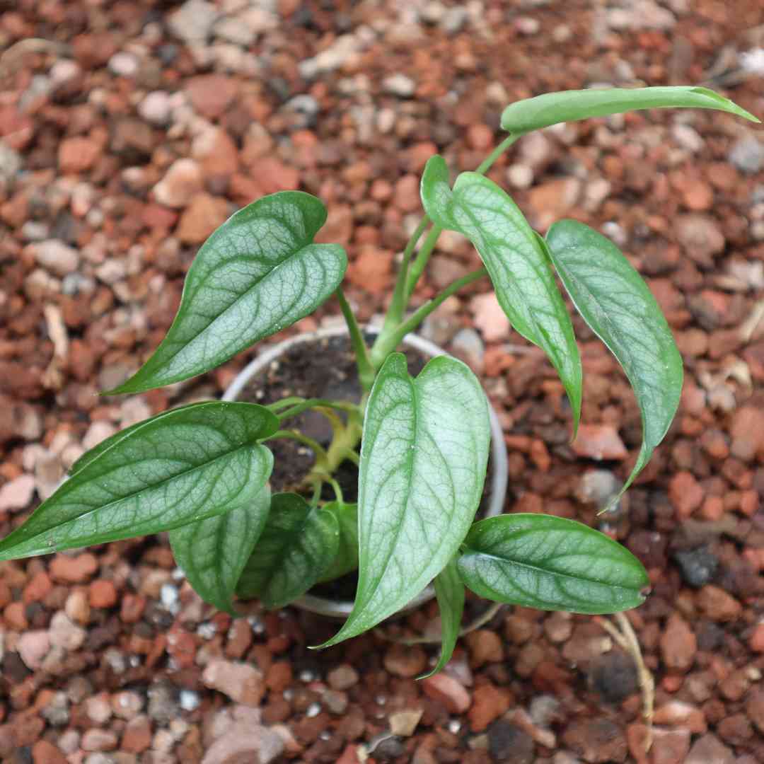 Monstera siltepecana
