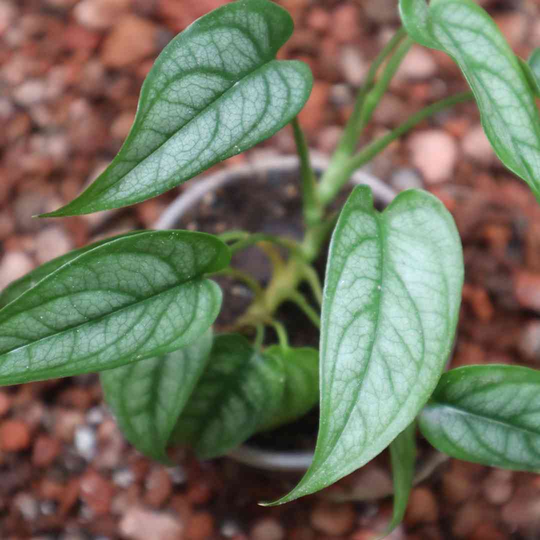 Monstera siltepecana