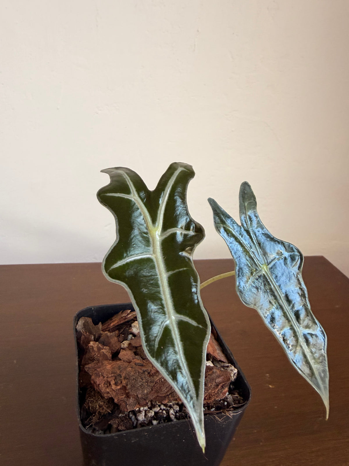 Alocasia Nobilis
