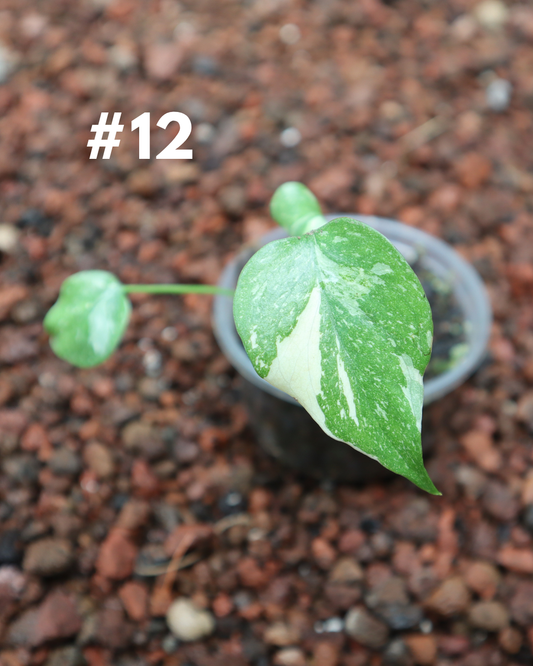 Monstera Thai Constellation #12