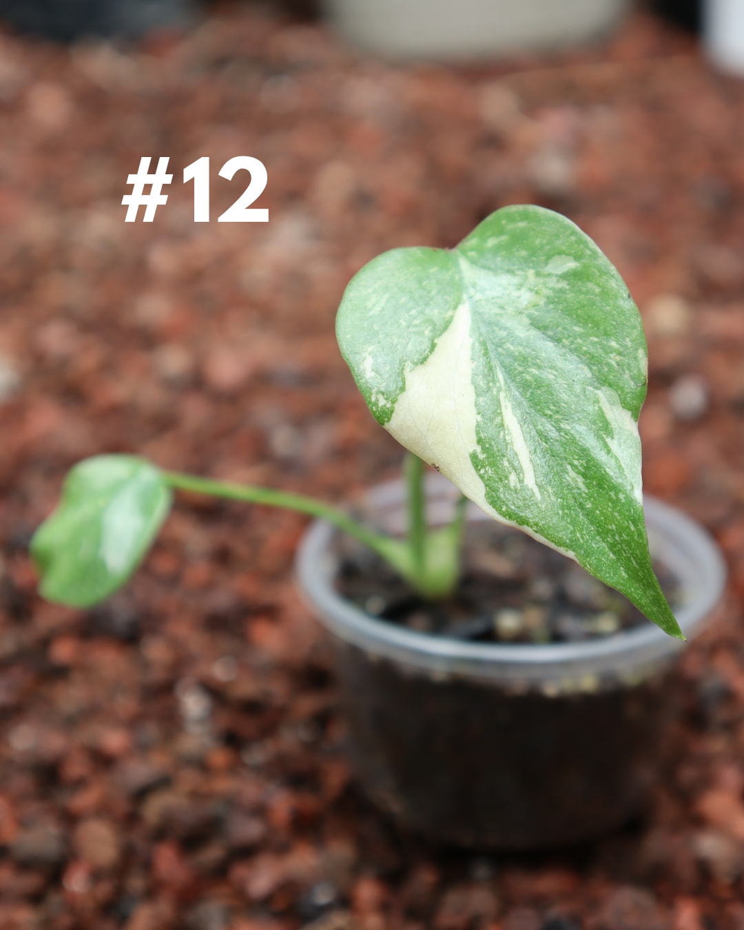 Monstera Thai Constellation #12
