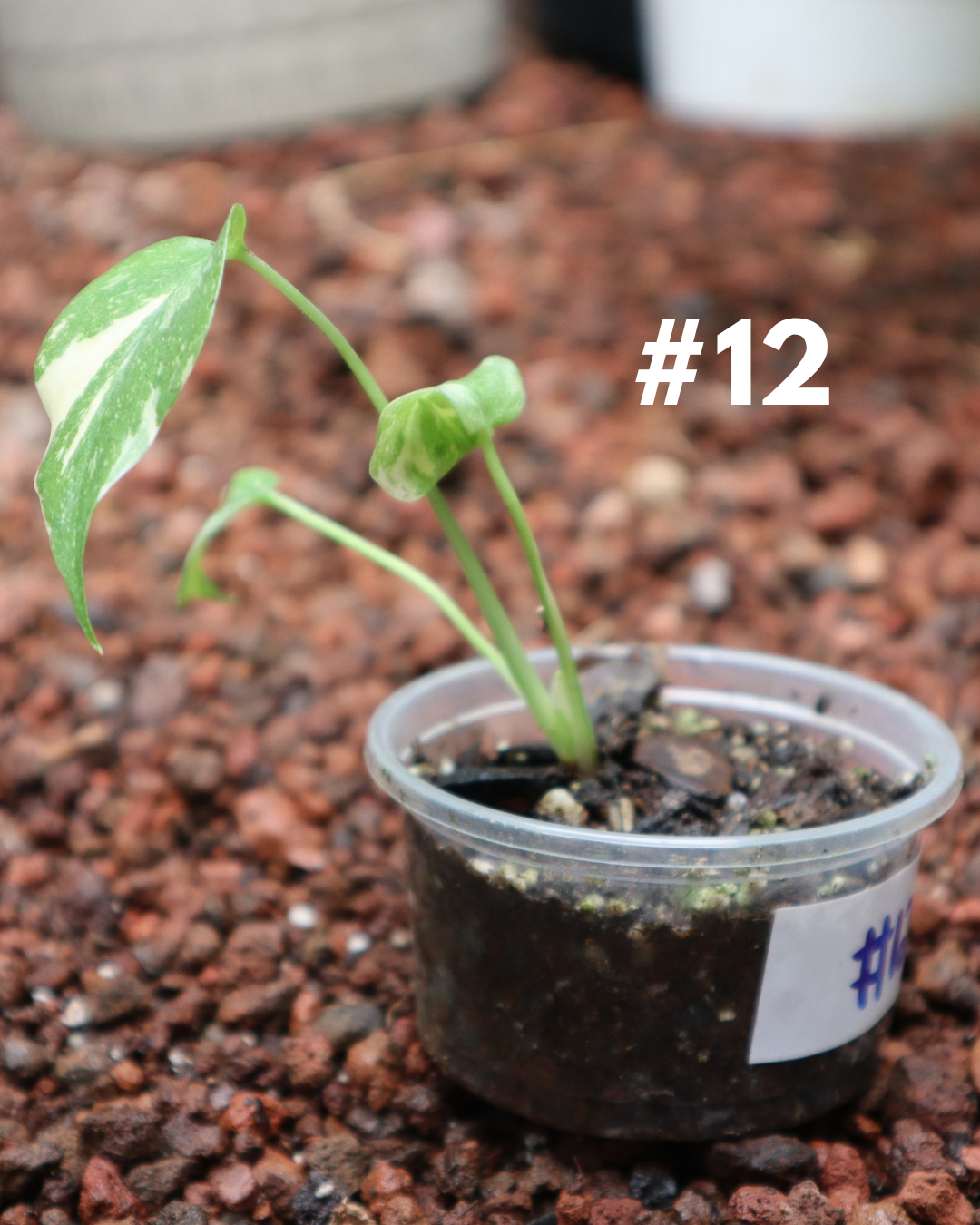 Monstera Thai Constellation #12