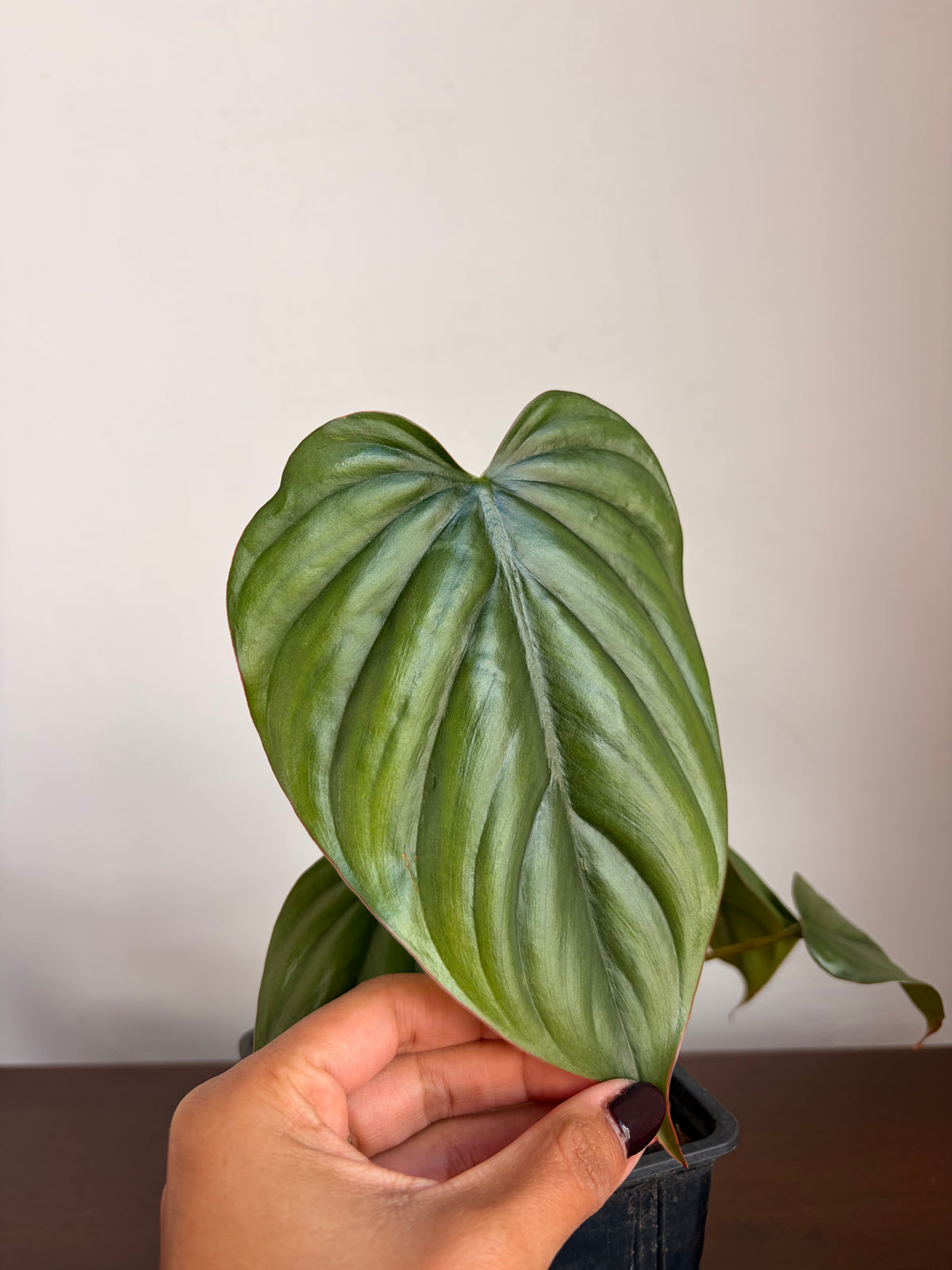 Philodendro Colombia
