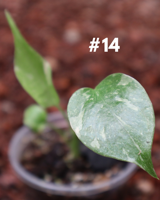 Monstera Thai Constellation #14