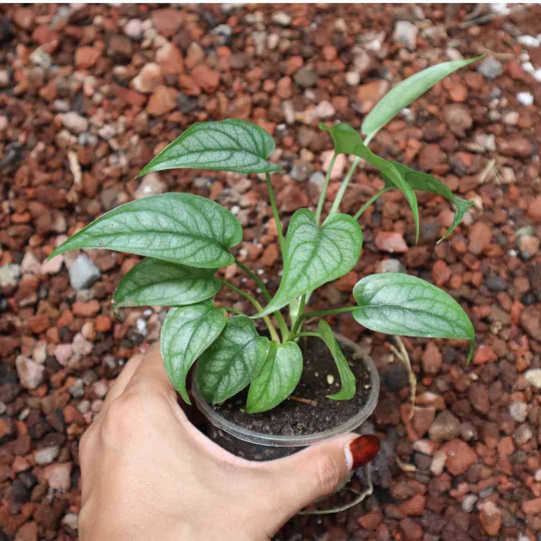 Monstera siltepecana