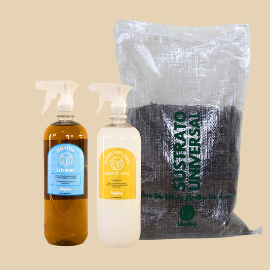 Kit plantas de Interior