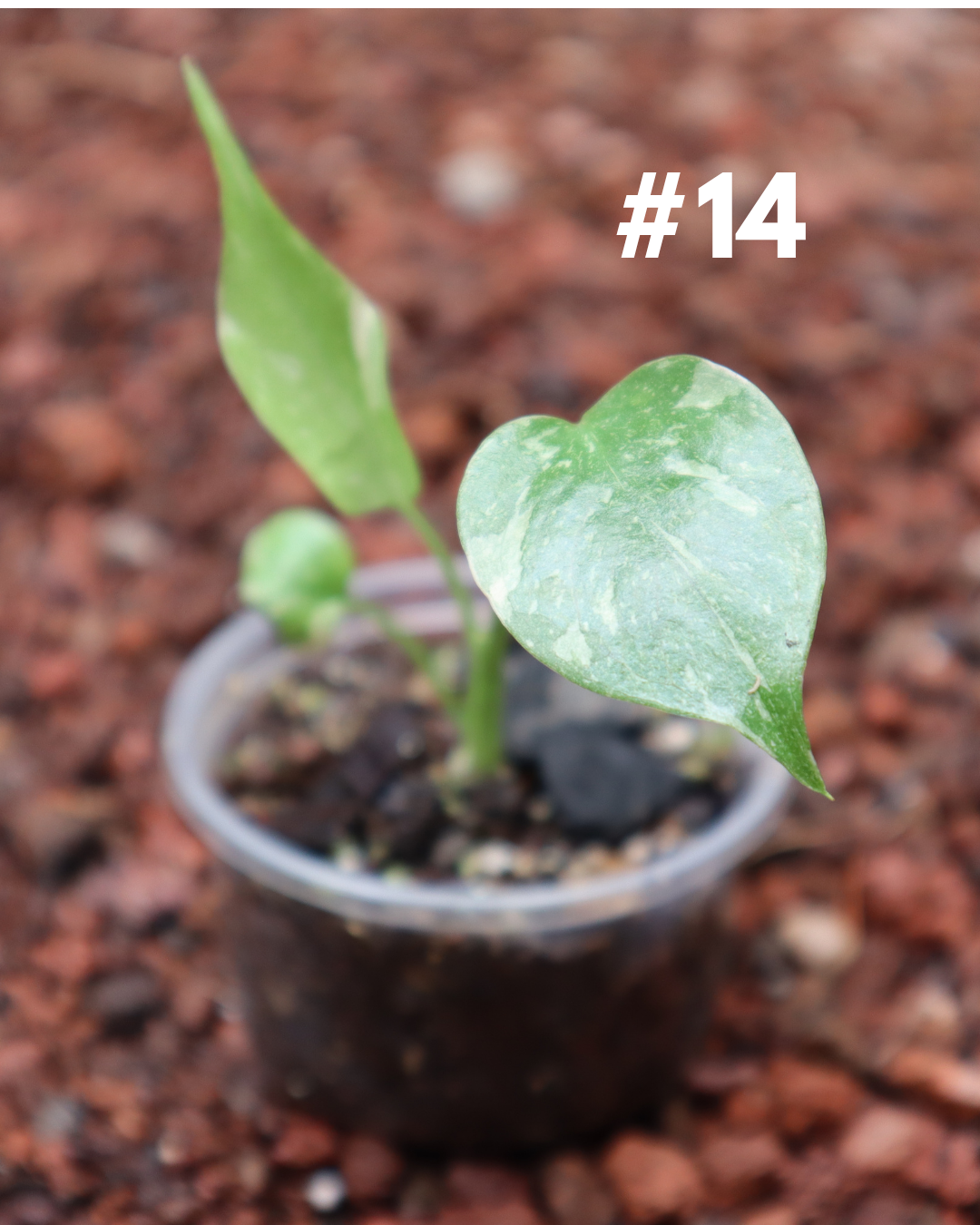 Monstera Thai Constellation #14