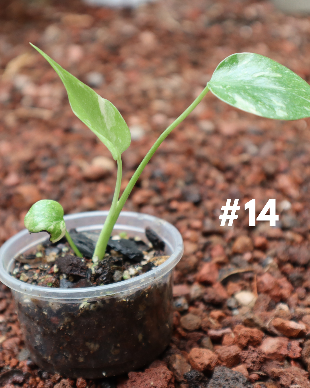 Monstera Thai Constellation #14