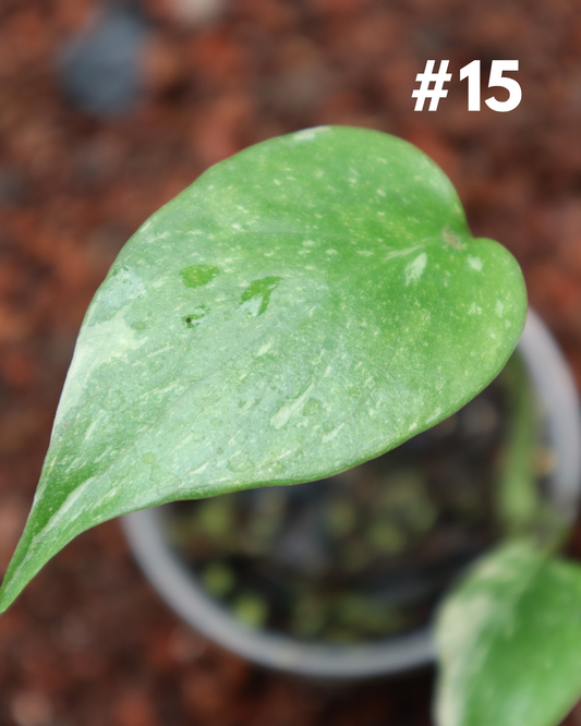 Monstera Thai Constellation #15