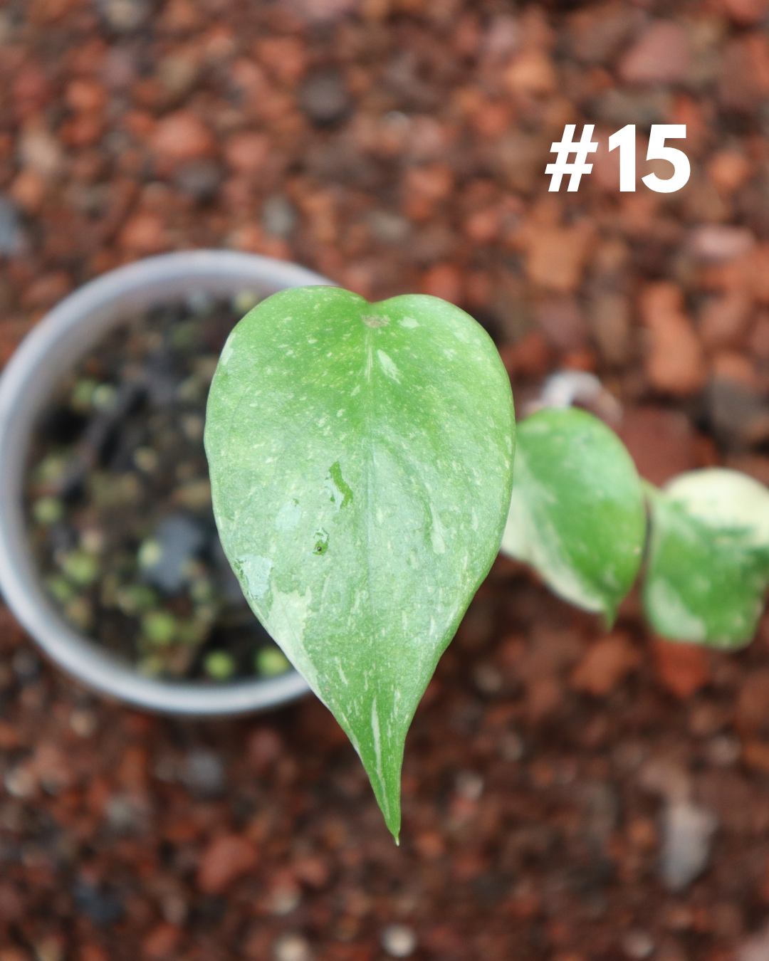 Monstera Thai Constellation #15