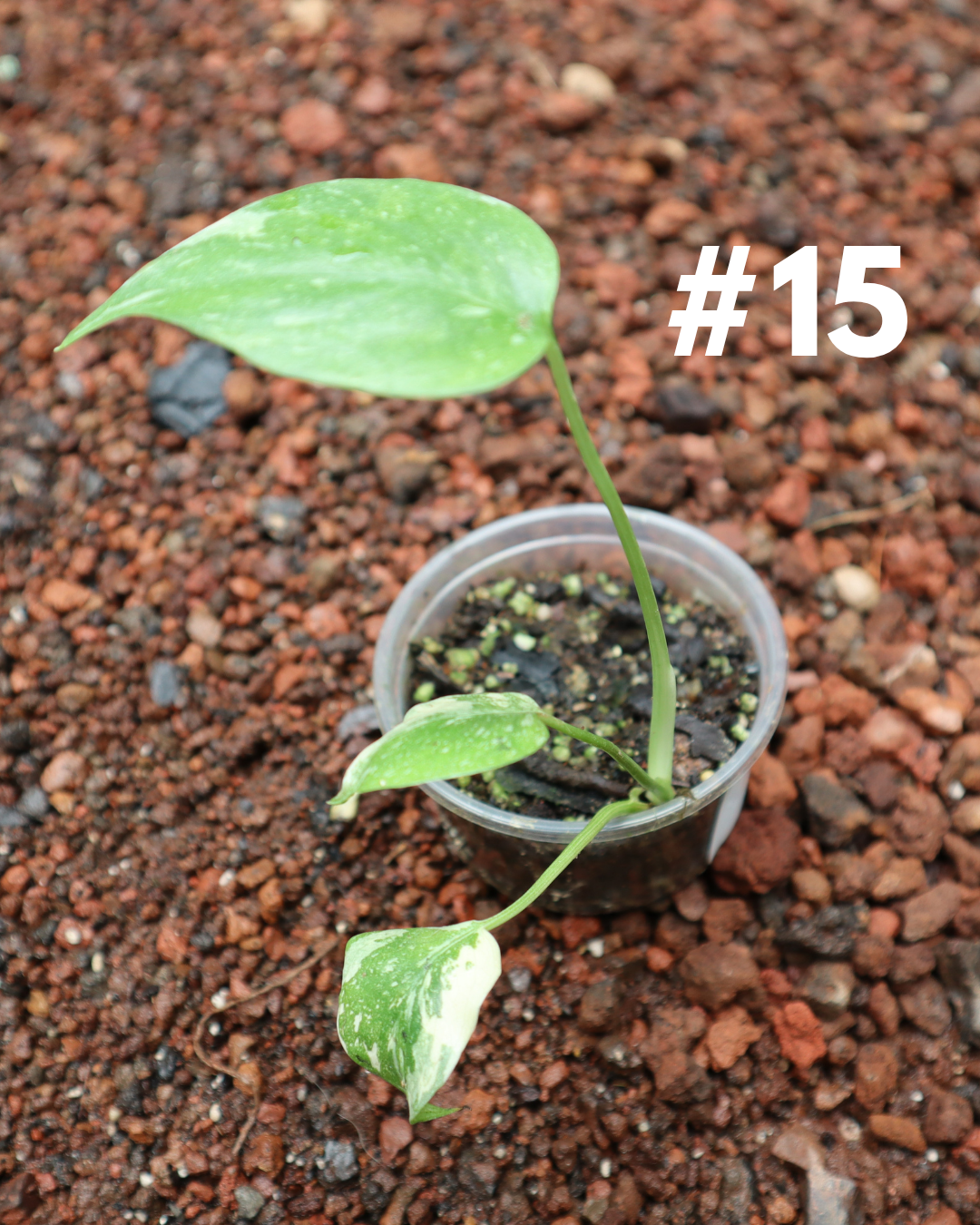 Monstera Thai Constellation #15
