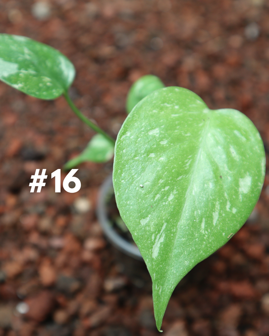 Monstera Thai Constellation #16