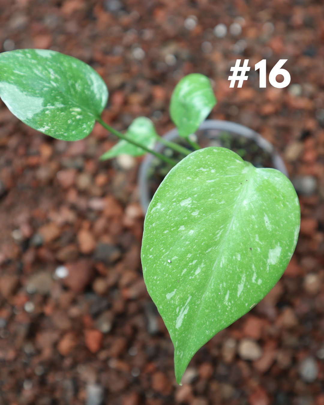 Monstera Thai Constellation #16